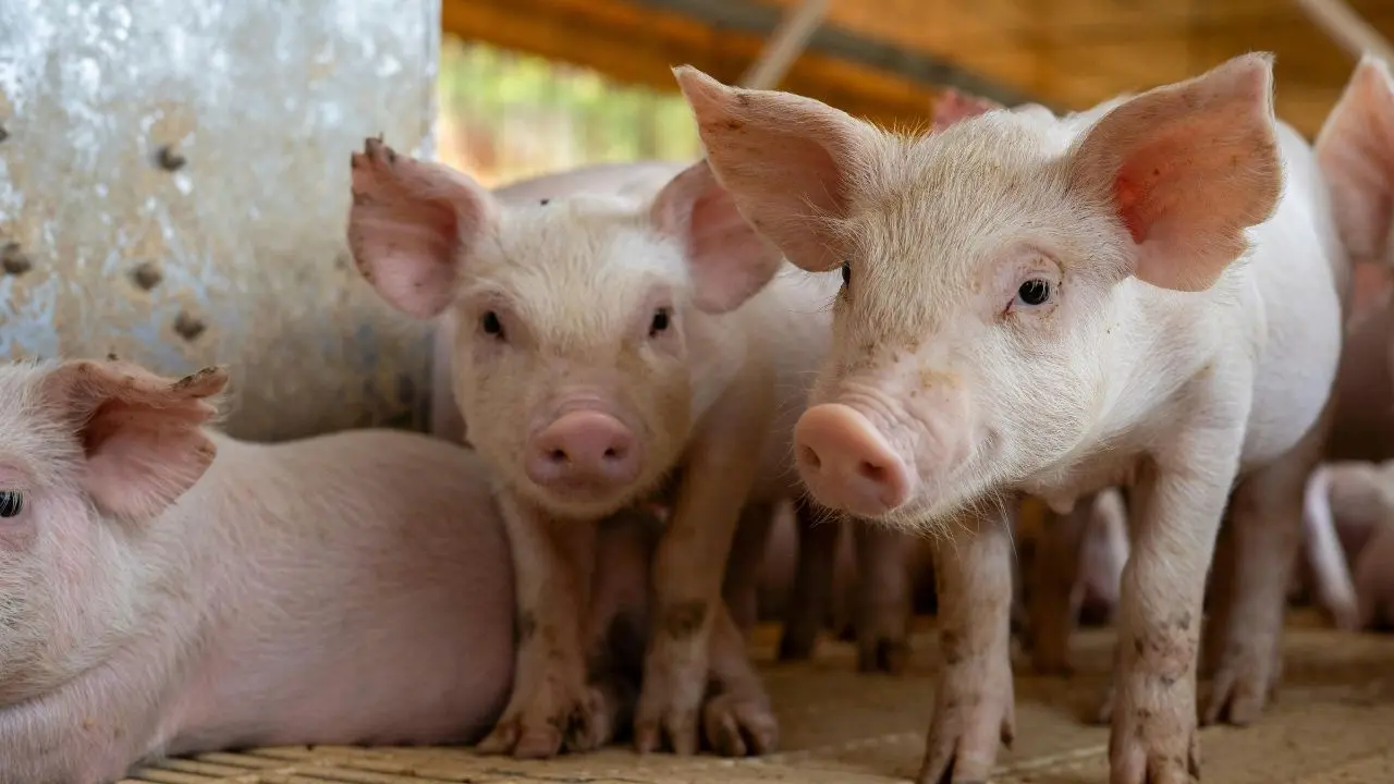 Final Phase of Selangor Pig Farm Shutdown Underway