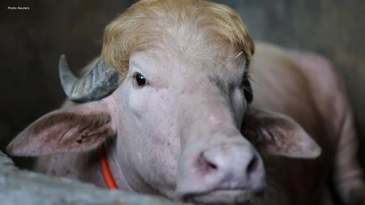 Unique Albino Buffalo Saved from Eid Sacrifice in Bangladesh