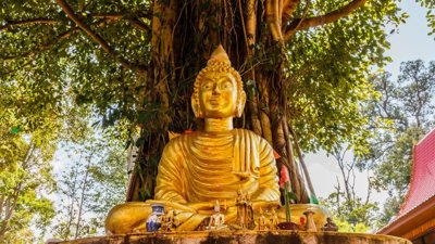 Thailand Calls for Nationwide Bodhi Tree Offerings