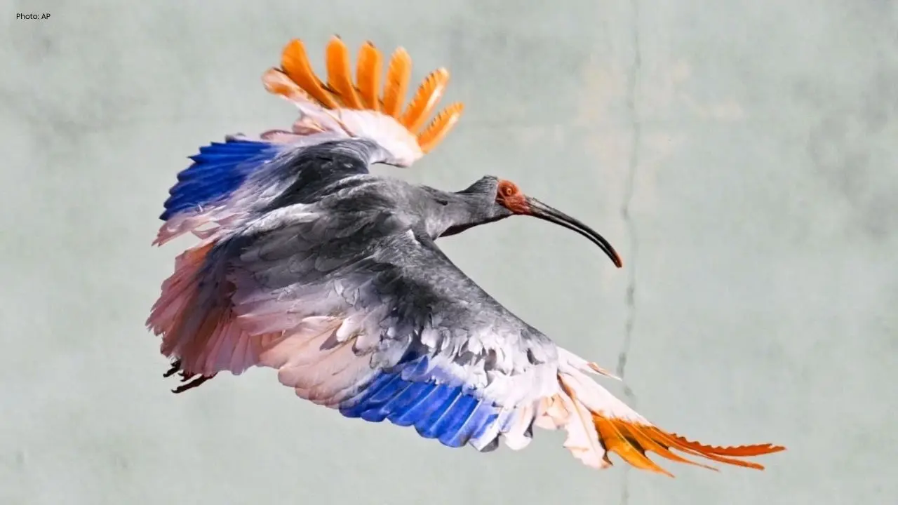 Crested Ibises Make Historic Return to Japan's Wilderness
