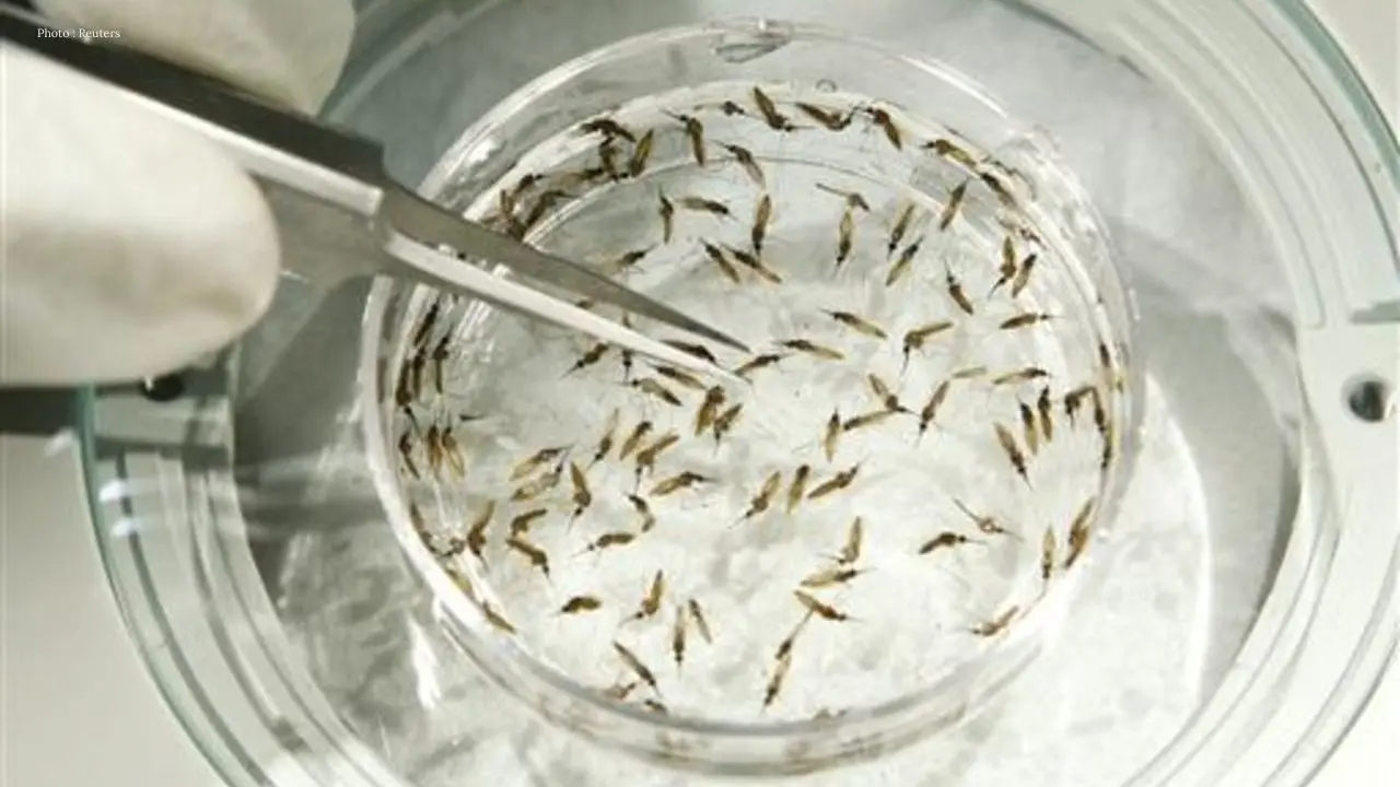 Google Seeks Approval To Release 32 Million Mosquitoes