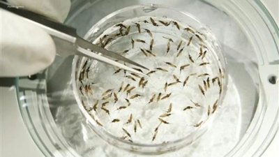 Google Seeks Approval To Release 32 Million Mosquitoes