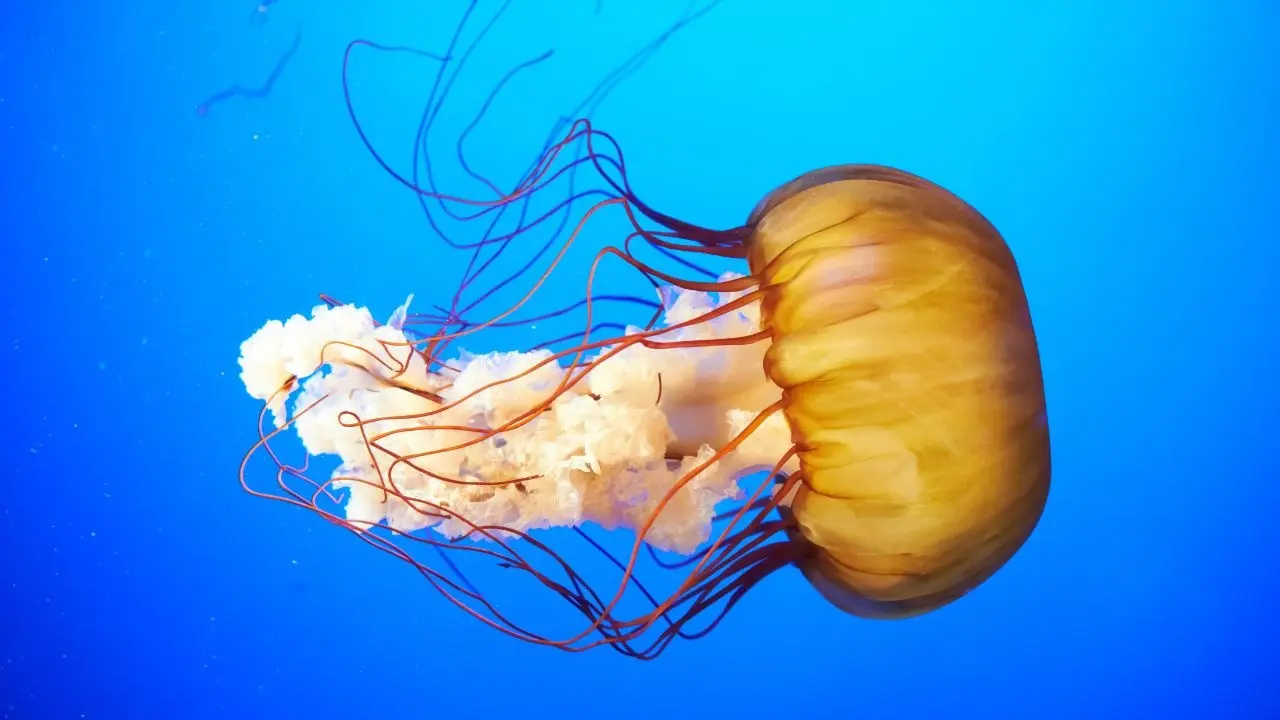 Newly Discovered Dangerous Box Jellyfish Near Sentosa