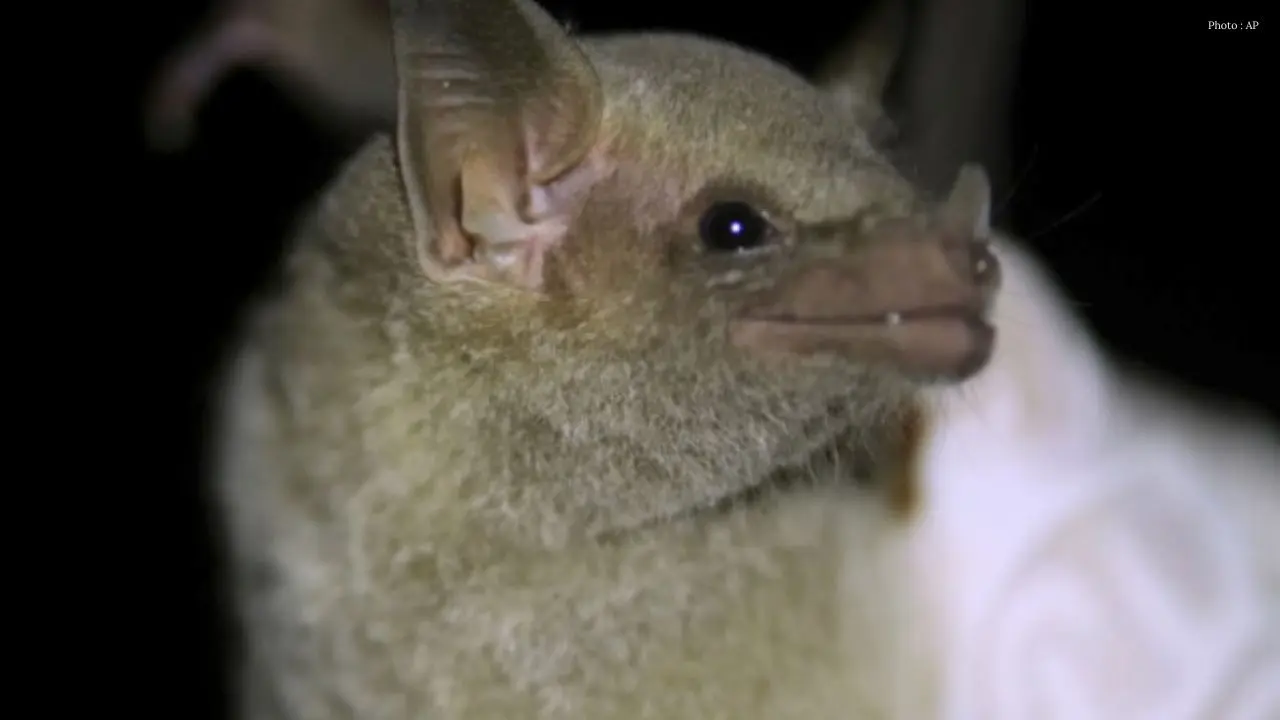 Two Rabid Bats Confirmed In Hamilton