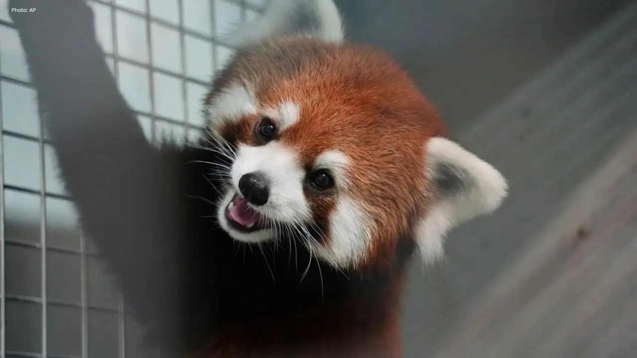 Taipei Zoo Receives Endangered Red Panda Duo from China