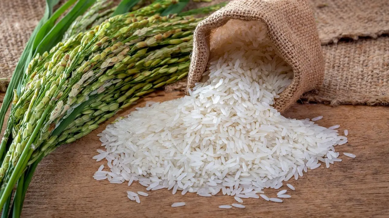 Dashoguz Rice Farmers Eye Robust Harvest in 2026
