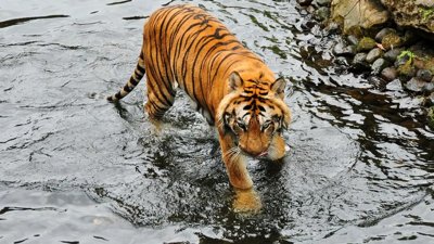 Sighting of Malayan Tiger Near Gua Musang Bridge Acknowledged