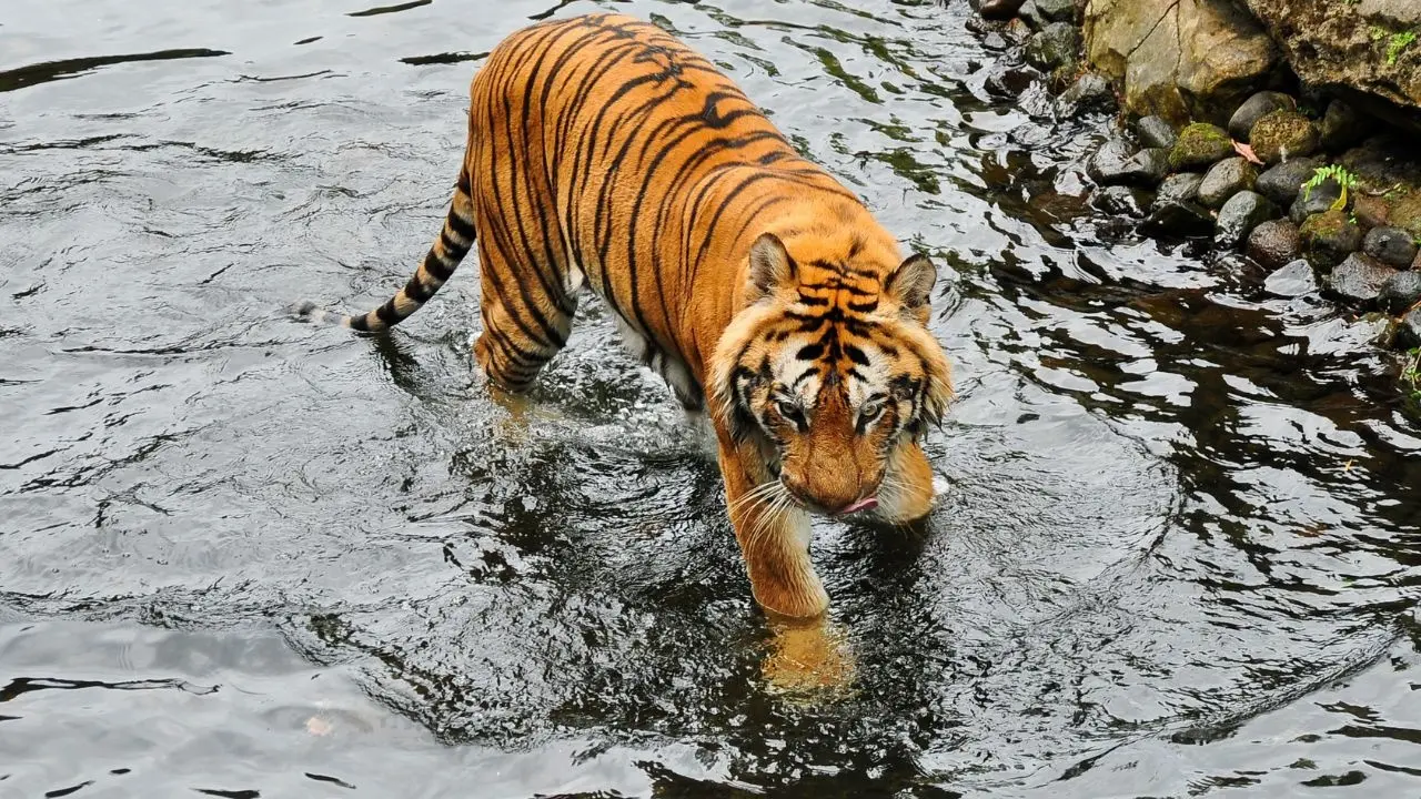 Sighting of Malayan Tiger Near Gua Musang Bridge Acknowledged