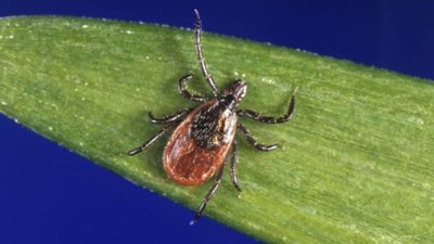 Why Tick Populations Are Rapidly Expanding Across Canada